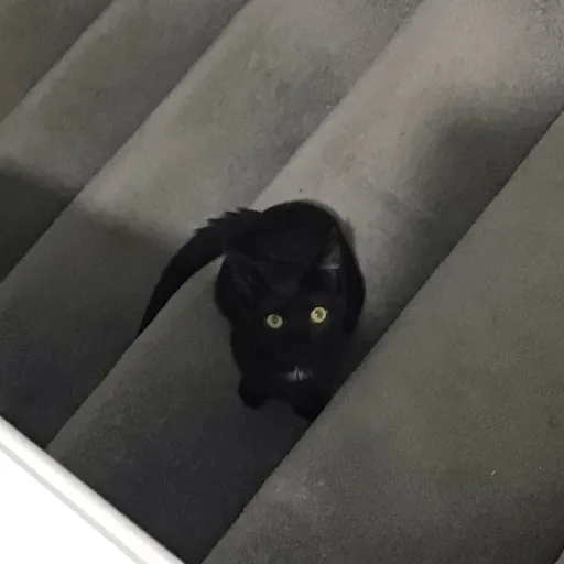 creator ~*Bella*~'s avatar