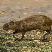 creator noneeeeeeeeeee's avatar