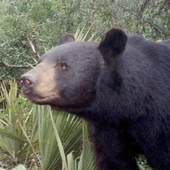 chat with ai character: Black bear