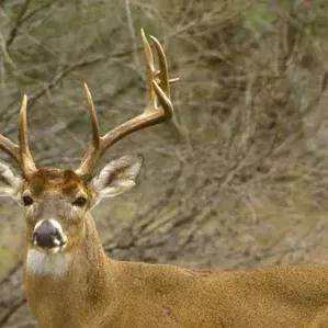 chat with ai character: Deer