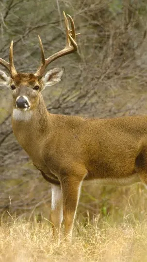 ai character: Deer background