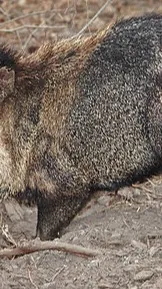 ai character: Peccary background