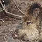 chat with ai character: Peccary