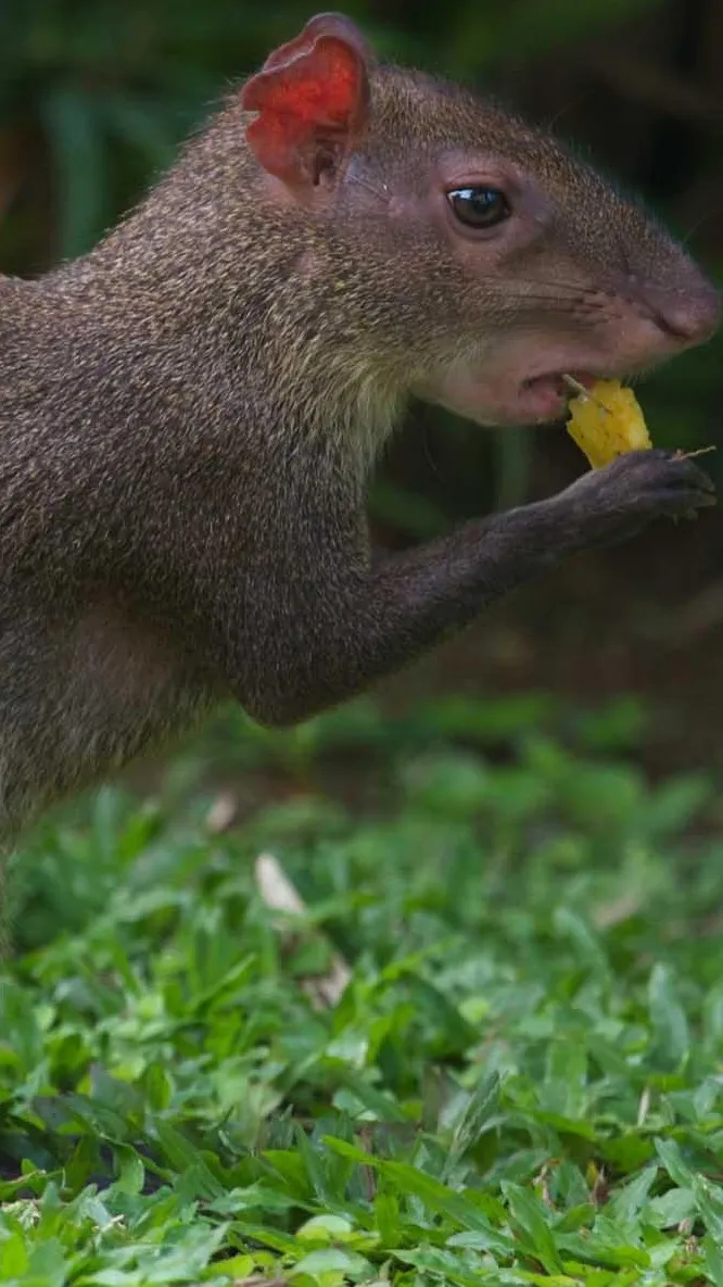 ai character: Agouti background