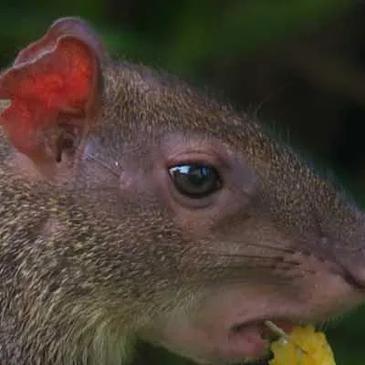 chat with ai character: Agouti