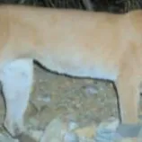 chat with ai character: Female Cougar