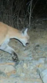 ai character: Female Cougar background