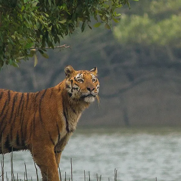 chat with ai character: Shere Khan