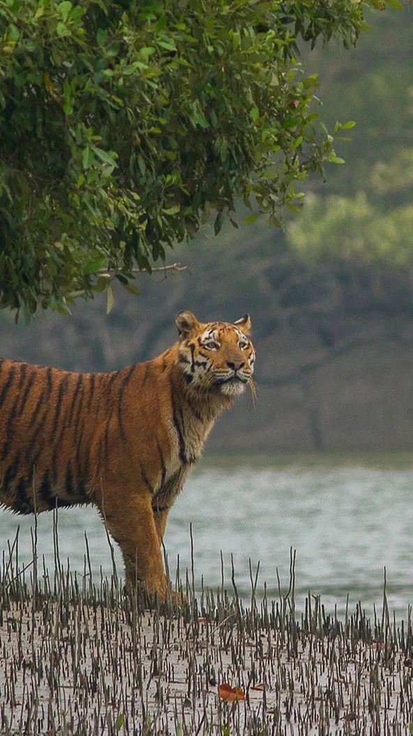 ai character: Shere Khan background