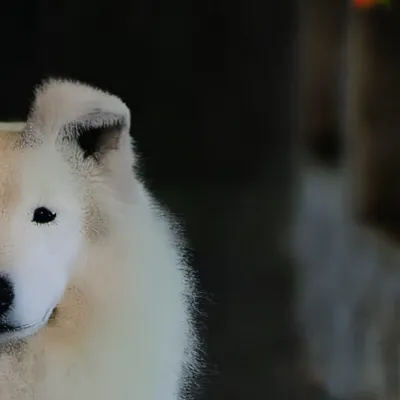 chat with ai character: Power 