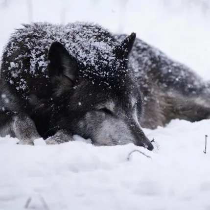 creator 🖤🤍wolfie🤍🖤's avatar