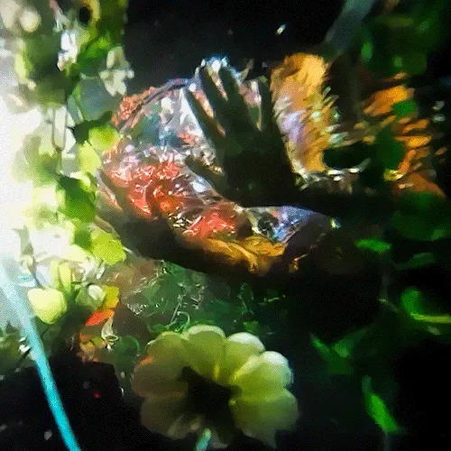 creator M¡ssy's avatar