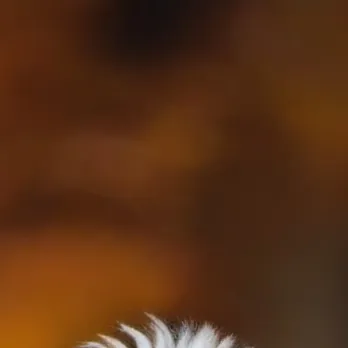 chat with ai character: Harley