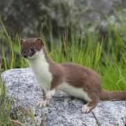 creator Meepis's avatar