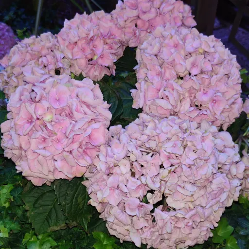 creator Miss Alice's avatar