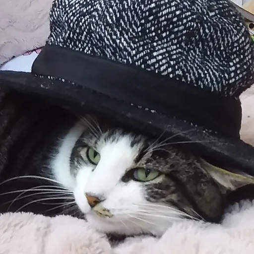 talkie's author avatar