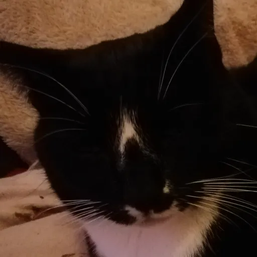 creator pls sub if U like🤓's avatar