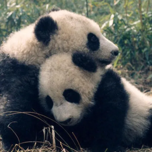 creator Panda_Lover_'s avatar