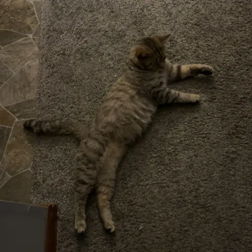 talkie's author avatar