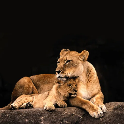 creator ✨Prideful_Heart✨'s avatar