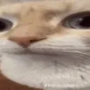 creator kalimari_'s avatar