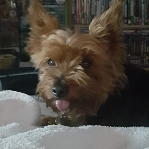 creator ShadowWriter's avatar