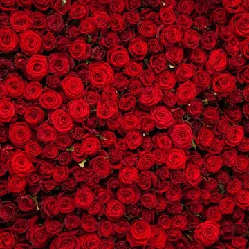 creator Morathenora3's avatar