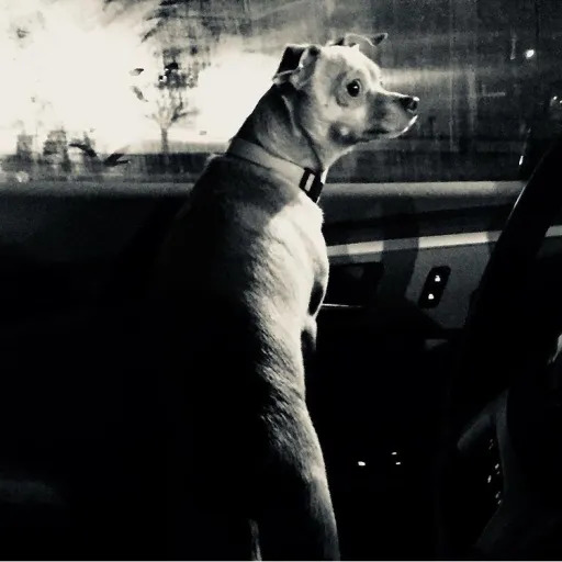 talkie's author avatar