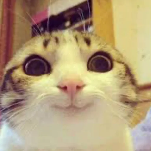 creator Meglo's avatar