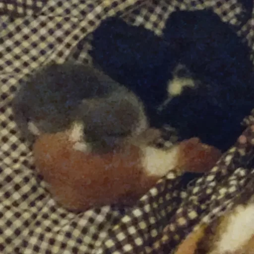 creator (★ - ★)'s avatar