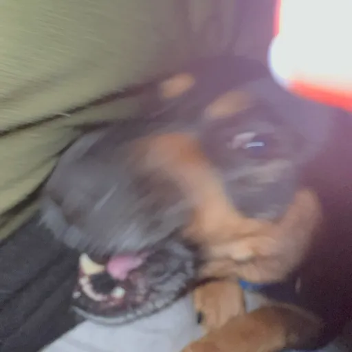 creator _Penny_'s avatar