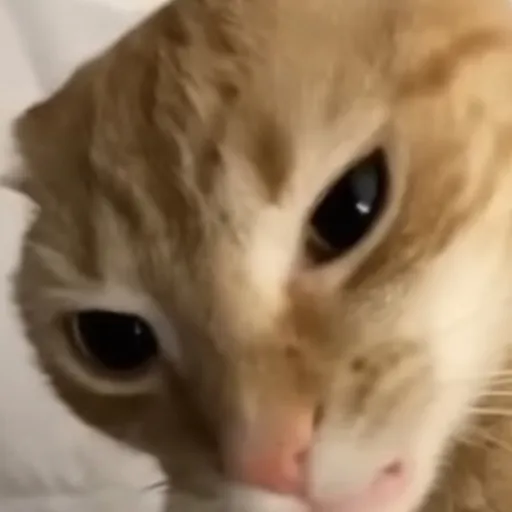 creator TheCrazyFloofyNugs's avatar