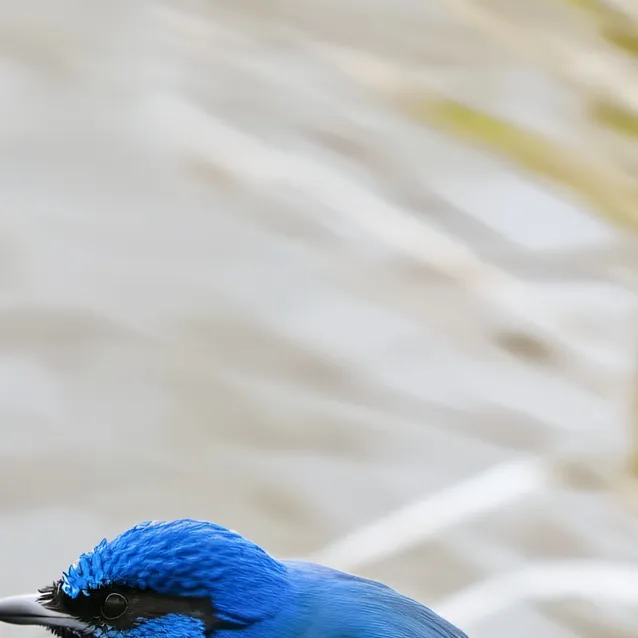 chat with ai character: mha :) 2