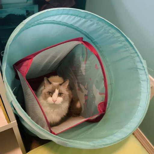 talkie's author avatar