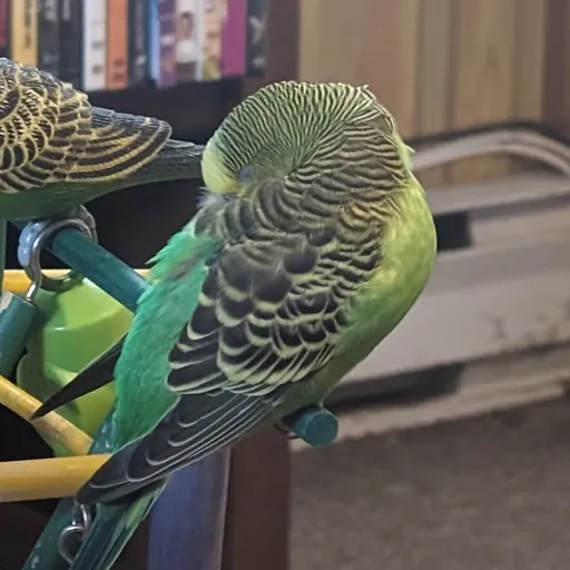 talkie's author avatar