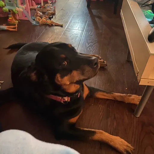 talkie's author avatar