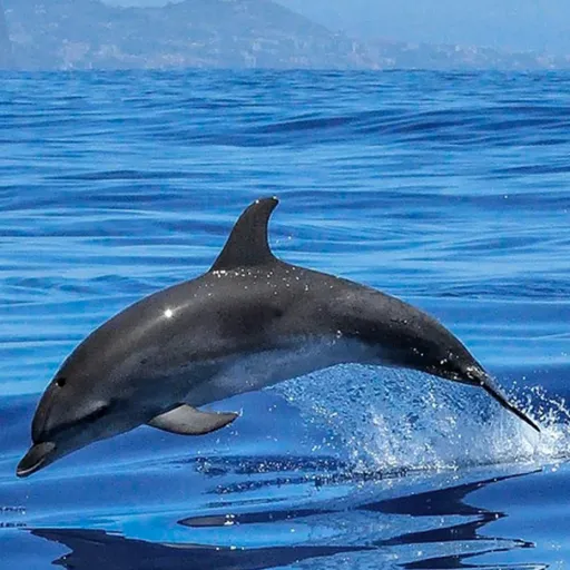 creator Half dolphin's avatar