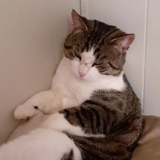 talkie's author avatar