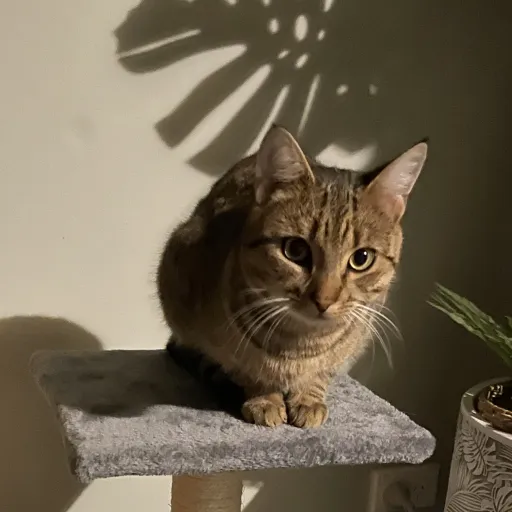 creator Ozzietheduckir :>'s avatar