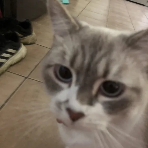 creator Random kitty's avatar