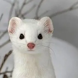 creator AnUglyWeasel's avatar