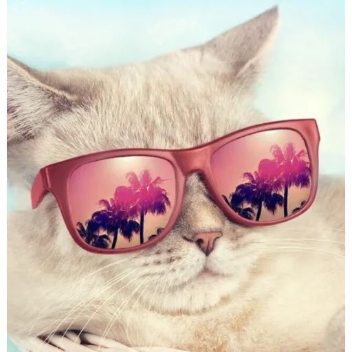 creator I wear a bomb hat's avatar