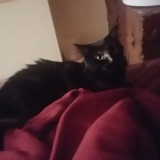 creator Annoying Cat's avatar