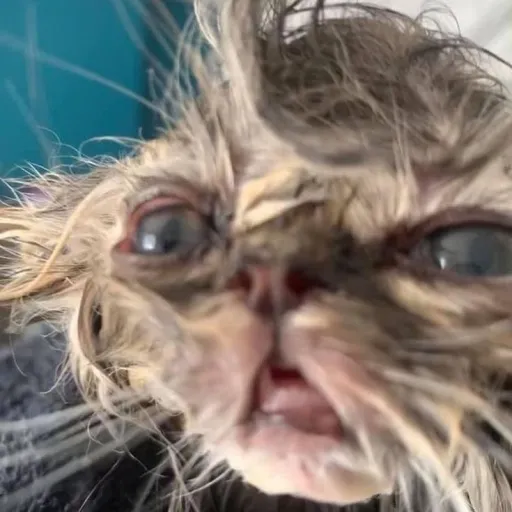 creator Girlliker's avatar