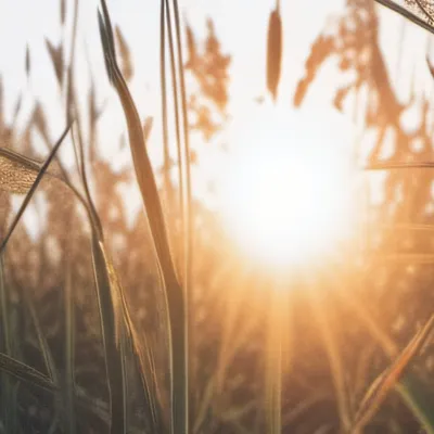 chat with ai character: Grass