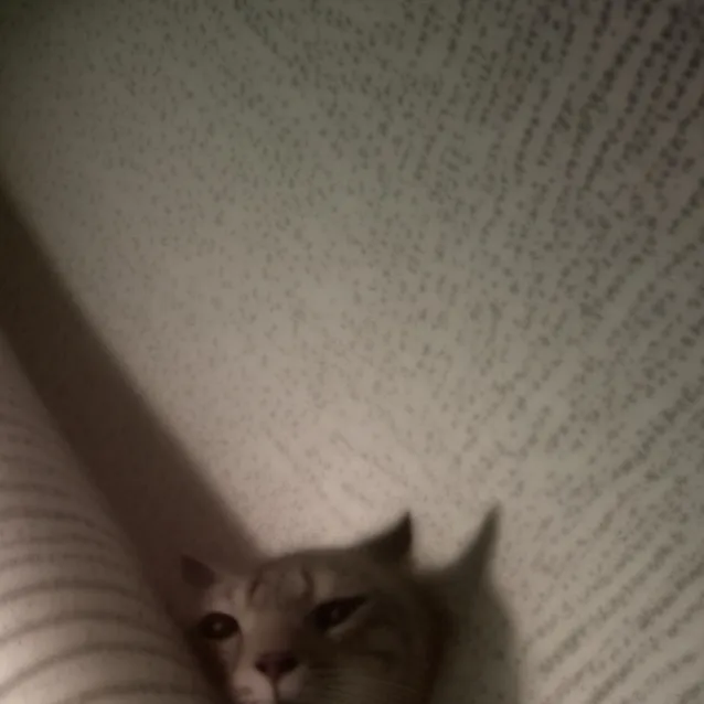 chat with ai character: fod