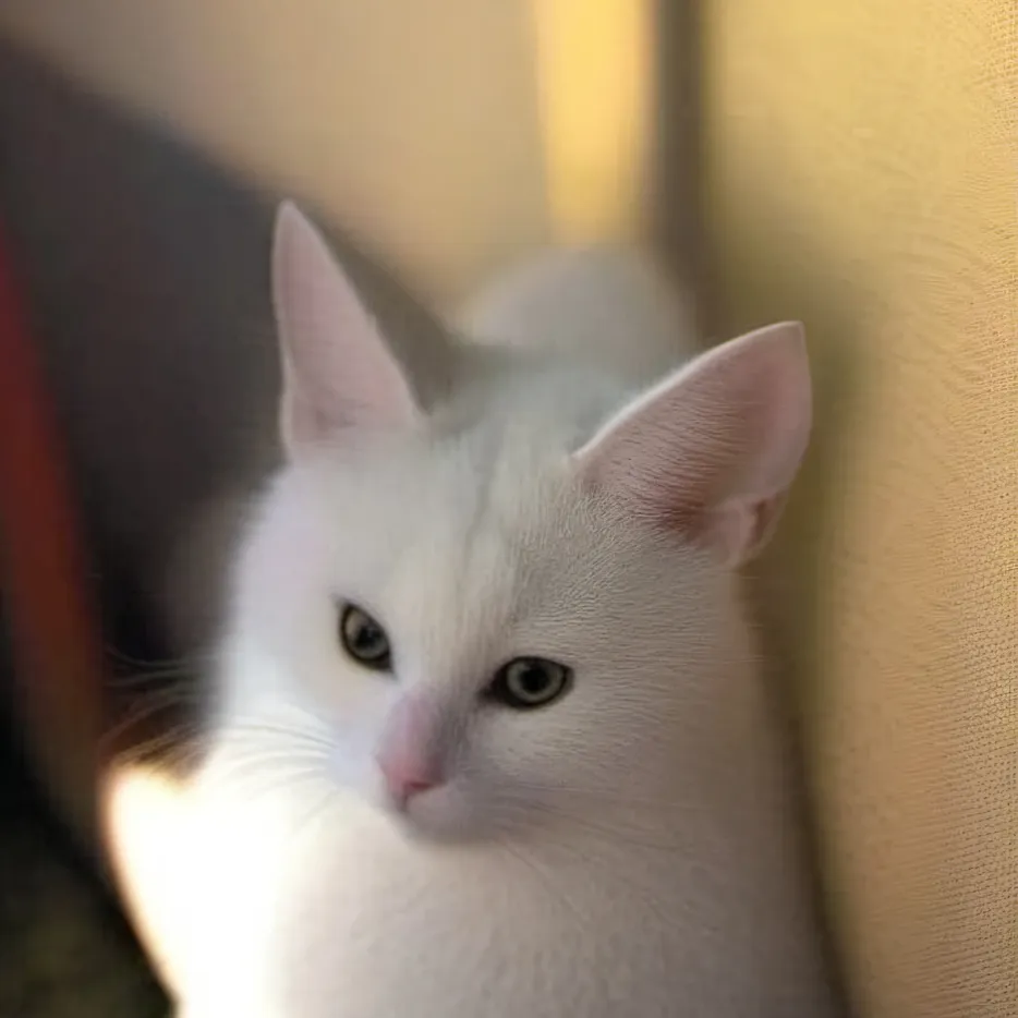 chat with ai character: Frostie