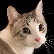 creator YoYoTheWeirdo's avatar