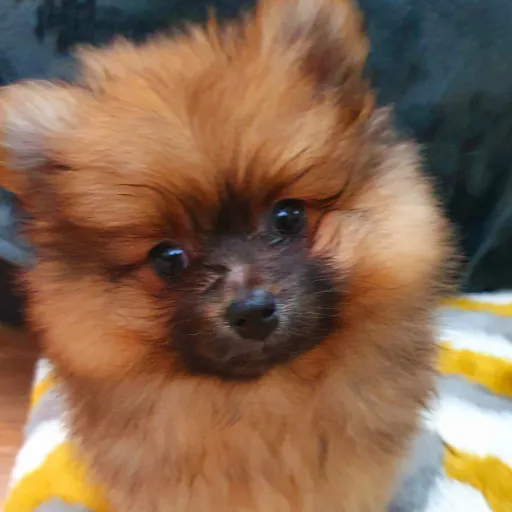 creator Princess Leia 💕's avatar