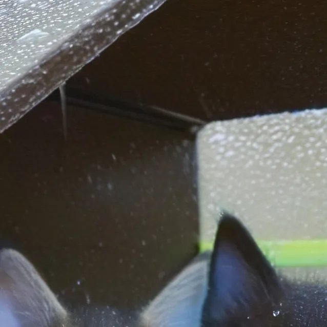 chat with ai character: kittens